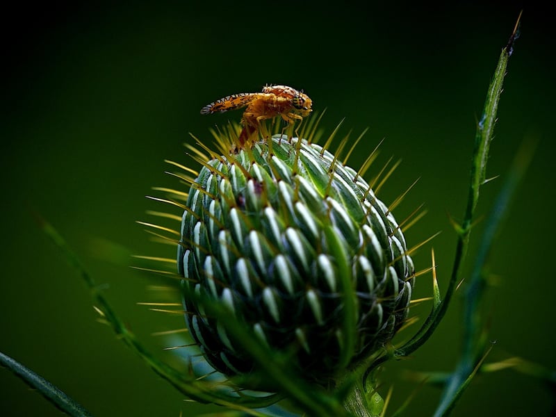 Common Garden Pests
